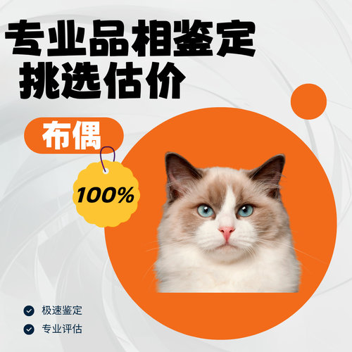 布偶猫品相鉴定估价猫狗品相宠物鉴定师海双蓝双山猫鉴别火焰布偶