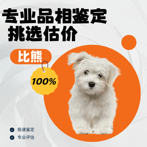 比熊泰迪熊狗鉴定师宠物品种品相鉴定韩版小体超小体比熊鉴定品相