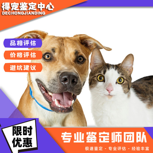宠物鉴定师咨询狗狗猫咪品种品相鉴定估价格柴犬约克夏缅因布偶猫