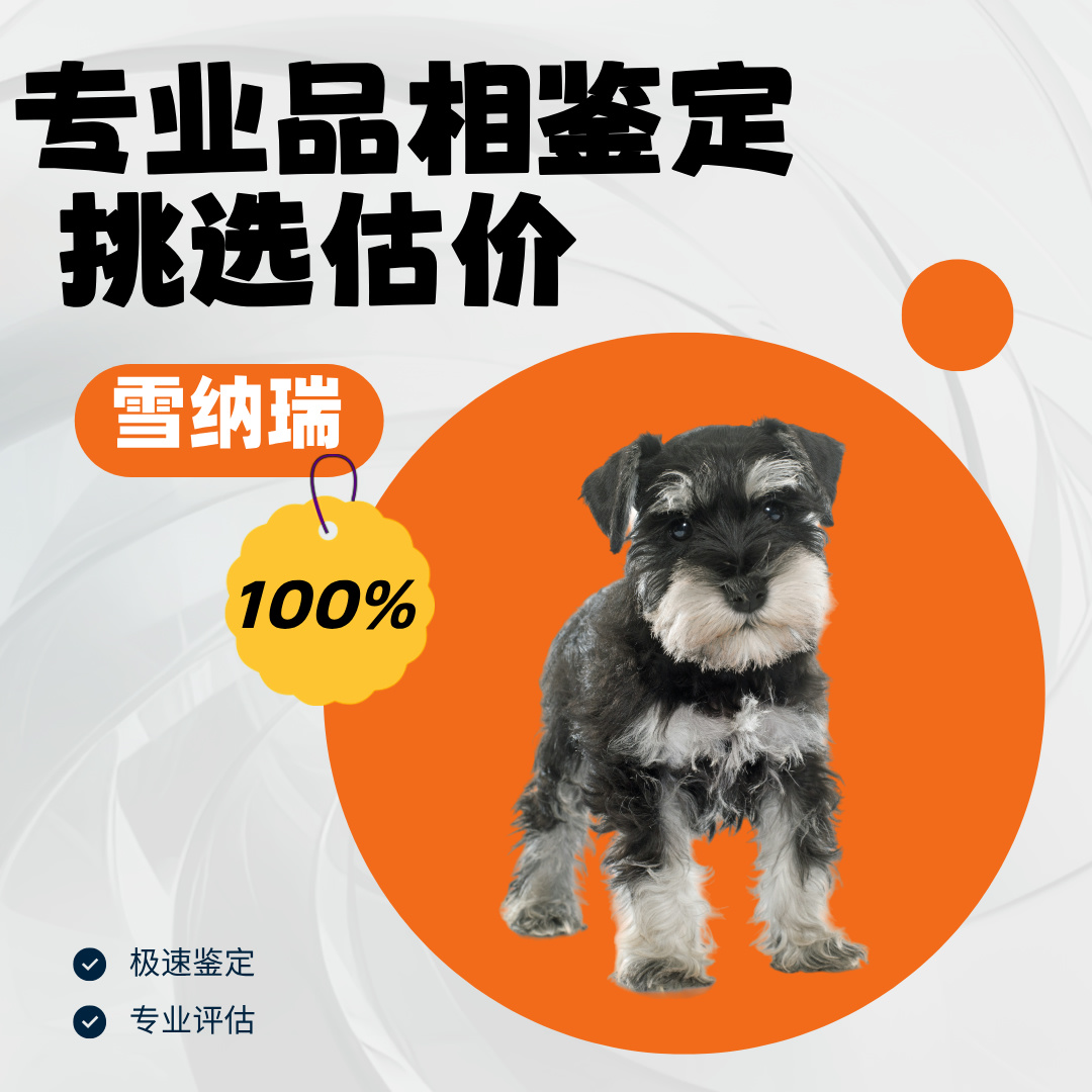 雪纳瑞犬狗品相鉴定品种鉴别挑选迷你椒盐色梦幻色黑银雪纳瑞鉴定