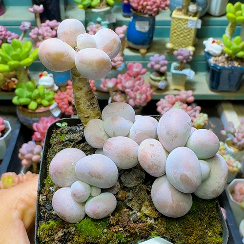 694 芭比7 厘米