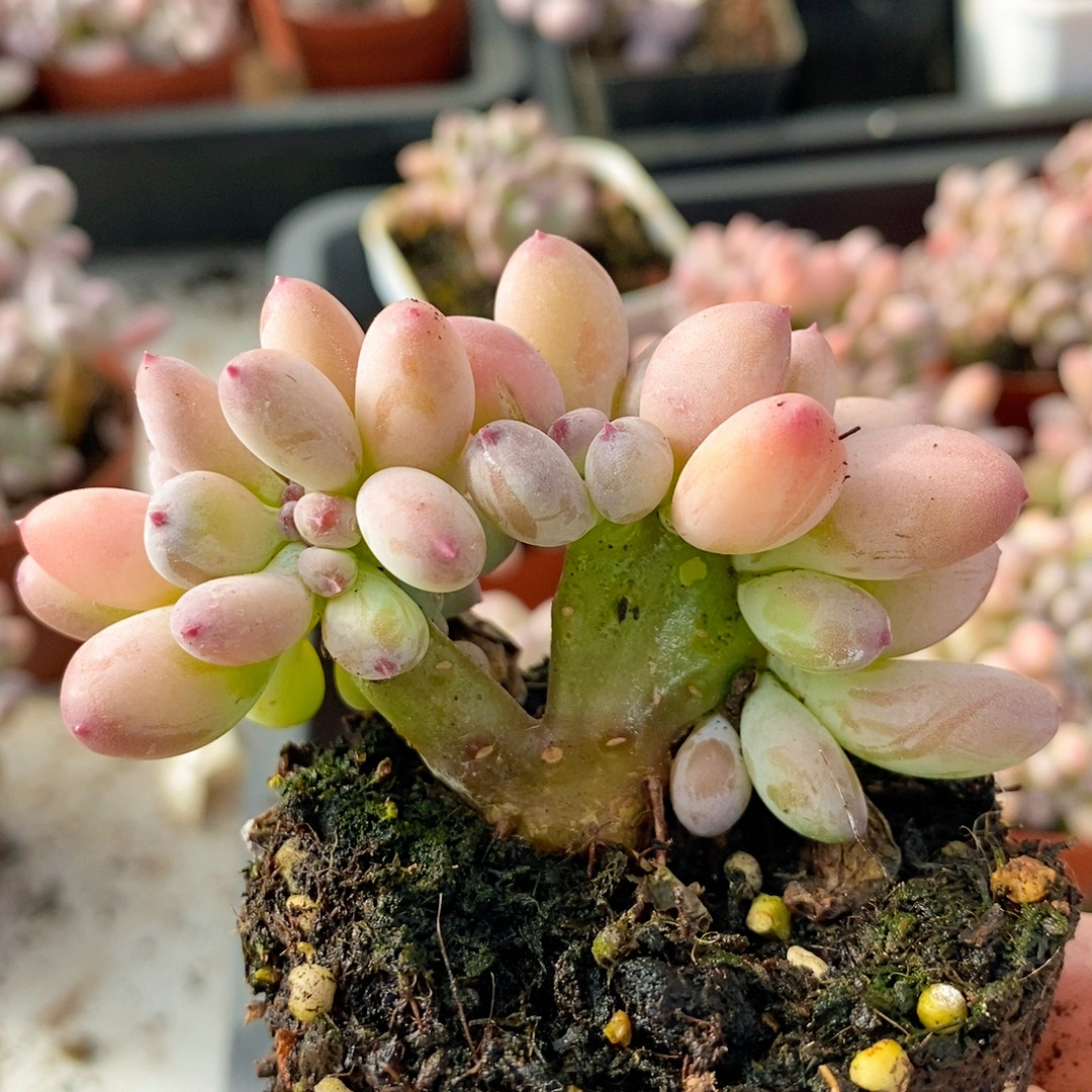 892 四代苹果奶缀6厘米,鲜花速递/花卉仿真/绿植园艺,多肉植物,淘宝优惠券,粉丝福利购,淘宝优惠卷