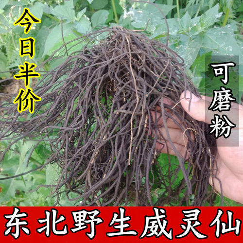 新货正品东北野生威灵仙整株干货