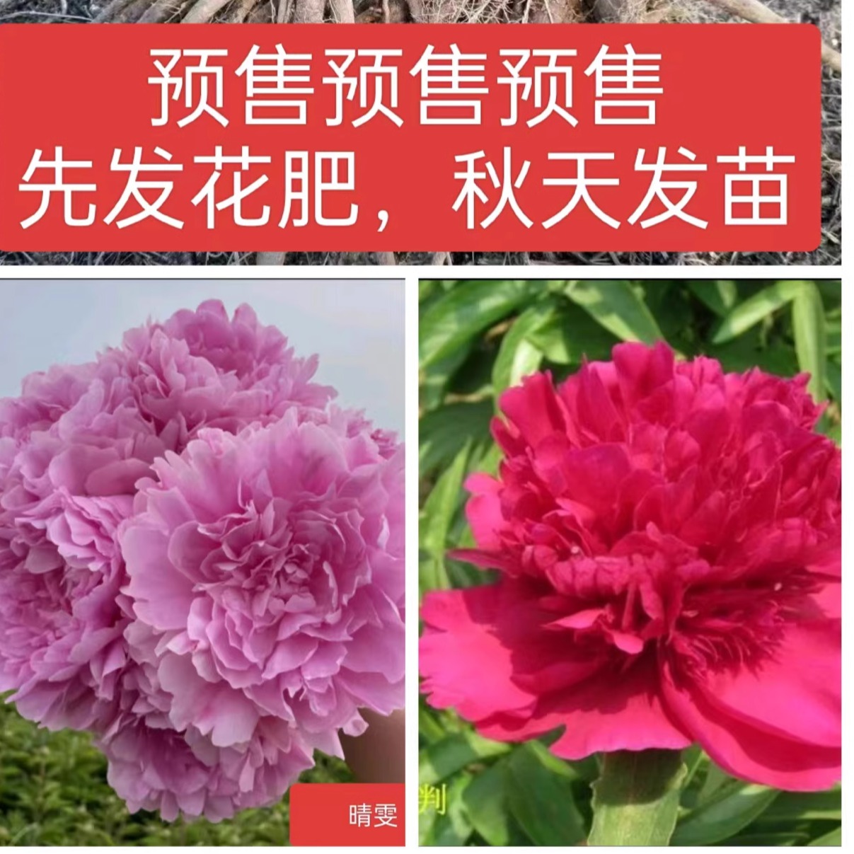 重瓣芍药组合（晴雯朱砂判八芽以上各一颗）先发花肥秋天发苗