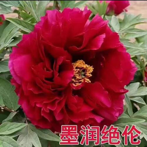 牡丹墨润绝伦黑红色菏泽基地直发包对版耐寒花卉先发花肥秋天发苗