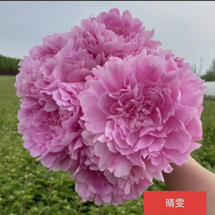 重瓣芍药（晴雯）先发花肥秋天发苗