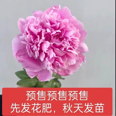 进口品种重瓣芍药（亚历山大弗莱明6-7芽）先发肥秋天发苗