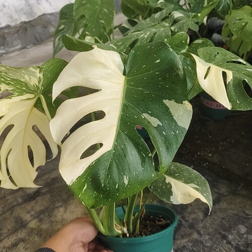 龟背竹锦洒金黄锦薄荷锦短黄怪兽锦精品一物一拍变异龟背竹 开背