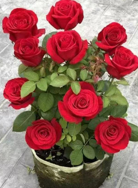 云南直发玫瑰花老桩老根四季开花月季花苗盆栽室内阳台盆栽特大花