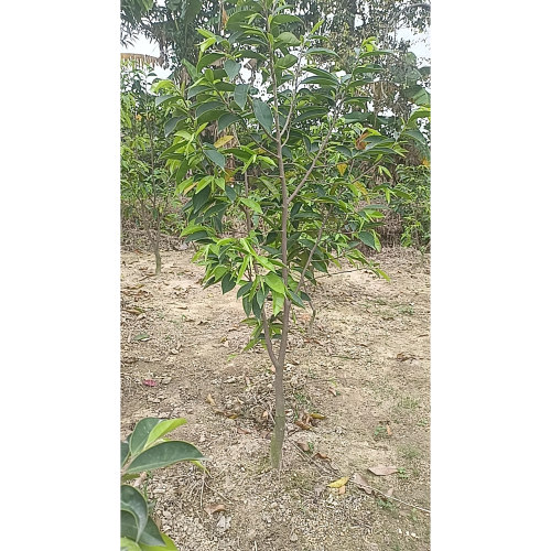 嫁接沉香苗名贵奇楠沉香苗树