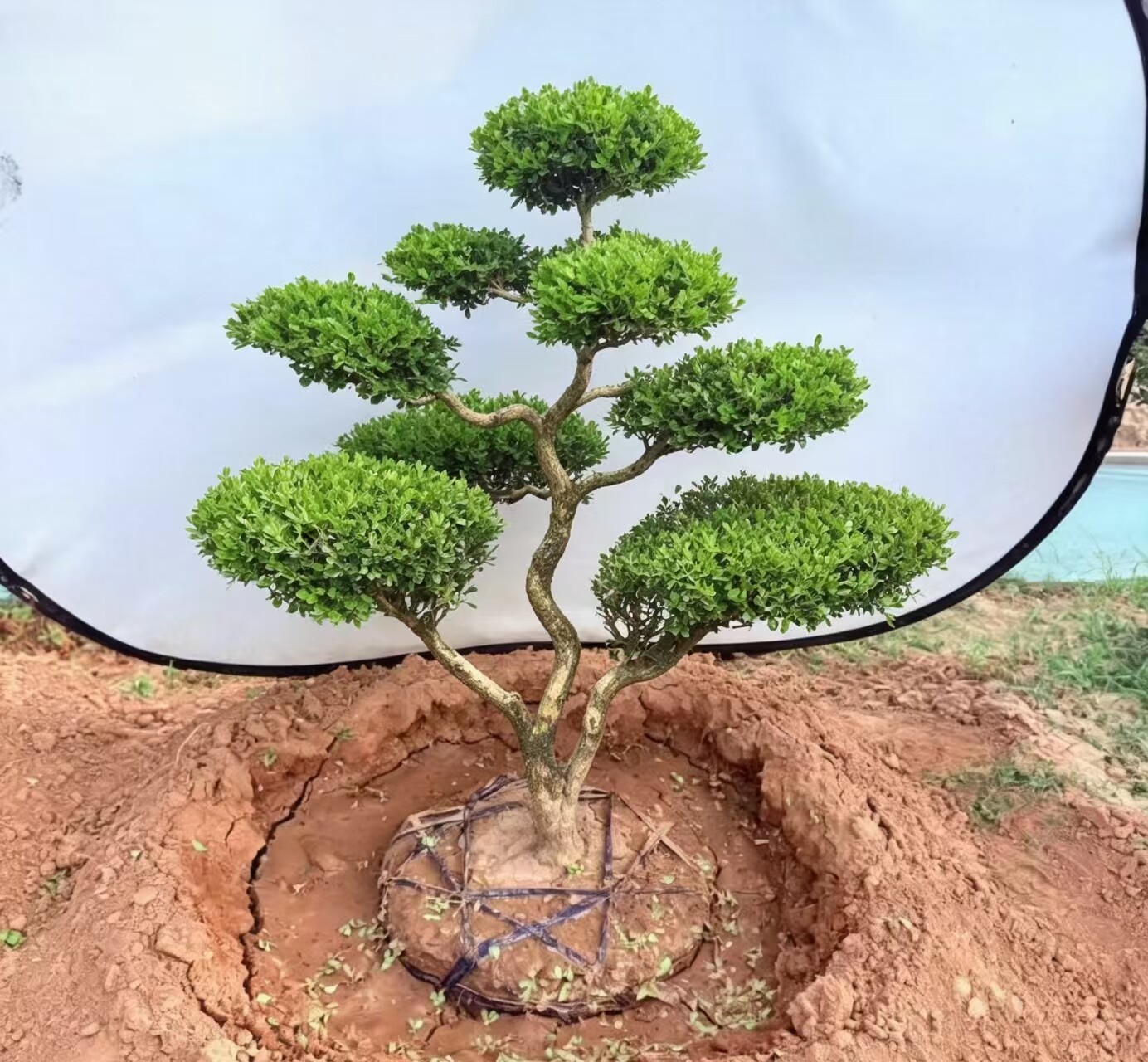 造型黄杨树庭院别墅种植造型盆景大型绿植/成品组合盆