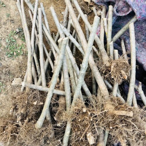 流苏树超精品老桩爆皮流苏嫁接流苏树油根子