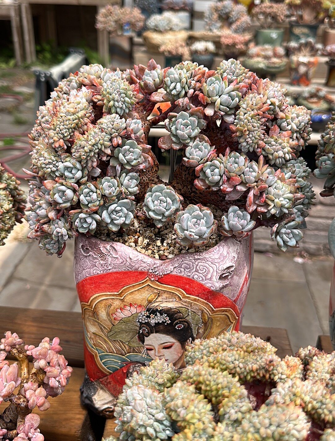 小脸星影朵朵小树造型桩，200头原6800