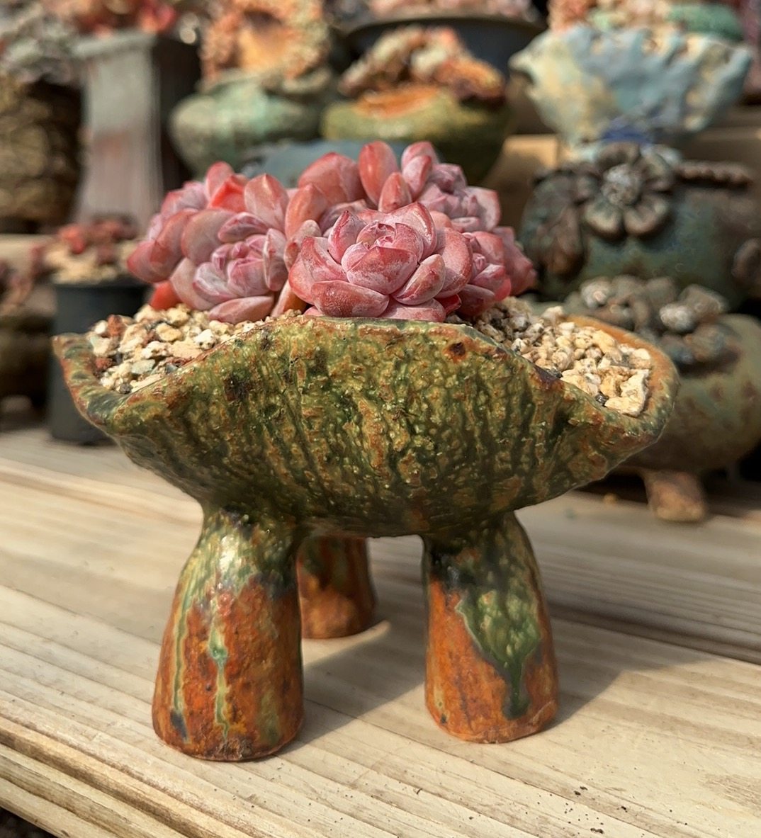 韩国M盆麦饭石透气花盆内口15外高10,鲜花速递/花卉仿真/绿植园艺,多肉植物,淘宝优惠券,粉丝福利购,淘宝优惠卷