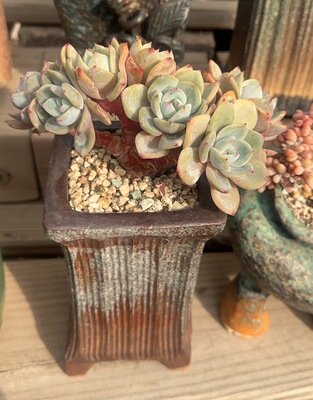 凤橙小树朵朵造型老桩