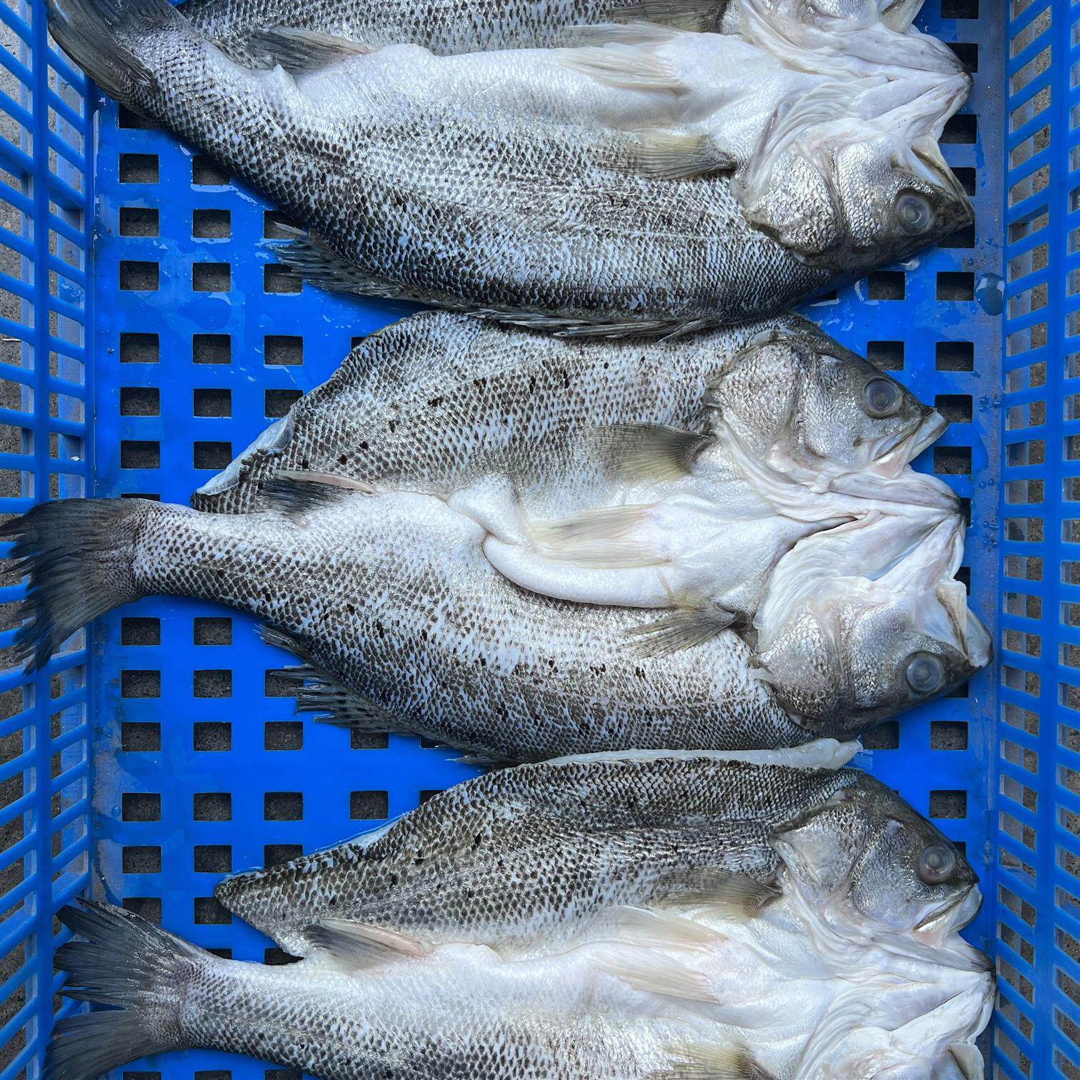鲈鱼半成品食材鲜活海鱼开背新鲜专用冰冻酒店鲈鱼烤鱼规格齐全
