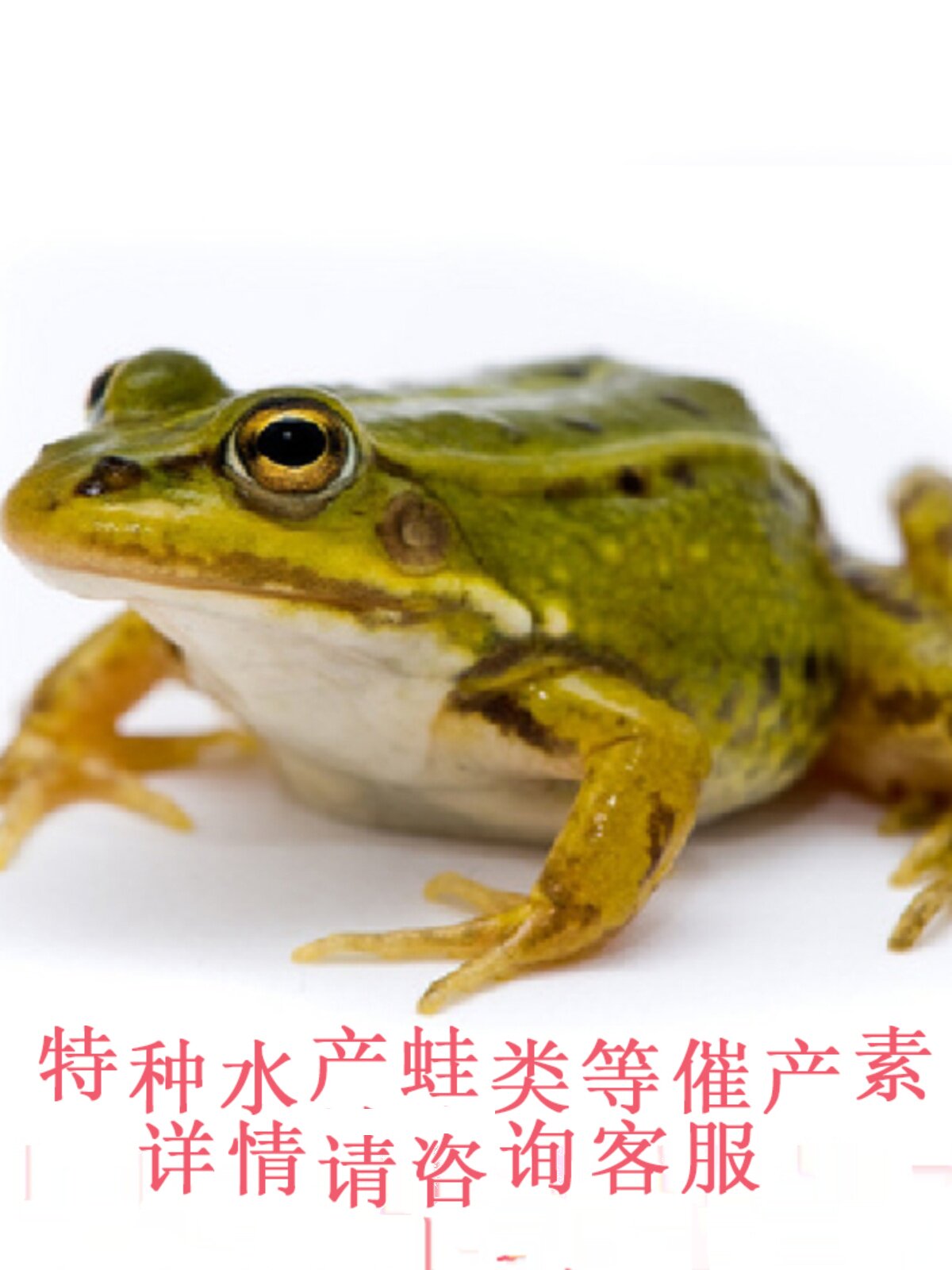 牛蛙青角蛙爬行动物宠物苗繁激素