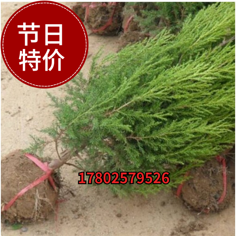 桧柏苗 蜀桧苗又名/快柏/桧柏苗 川柏松柏 北京桧柏 河南桧柏树苗