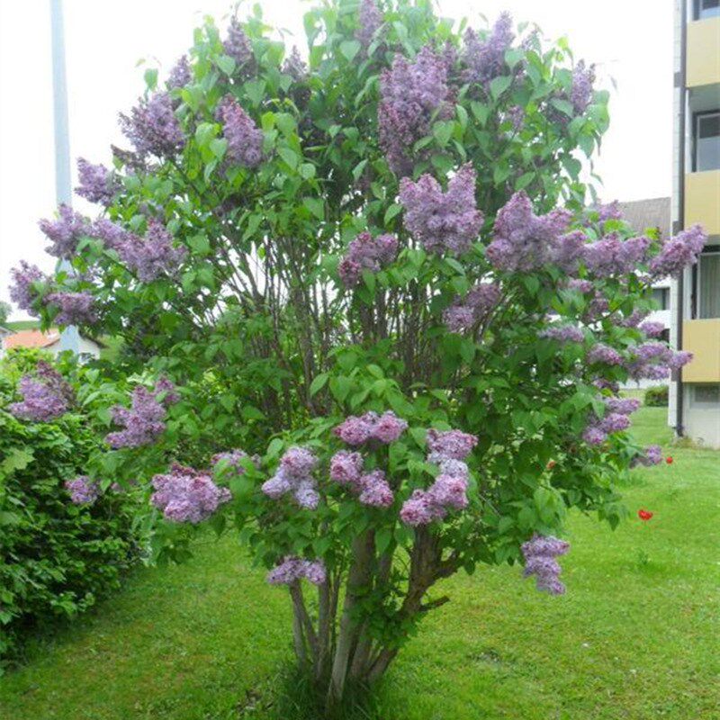丁香花树苗盆栽浓香型开花紫丁香花苗花卉室内庭院北方种植物 馨予园艺的小店 淘优券
