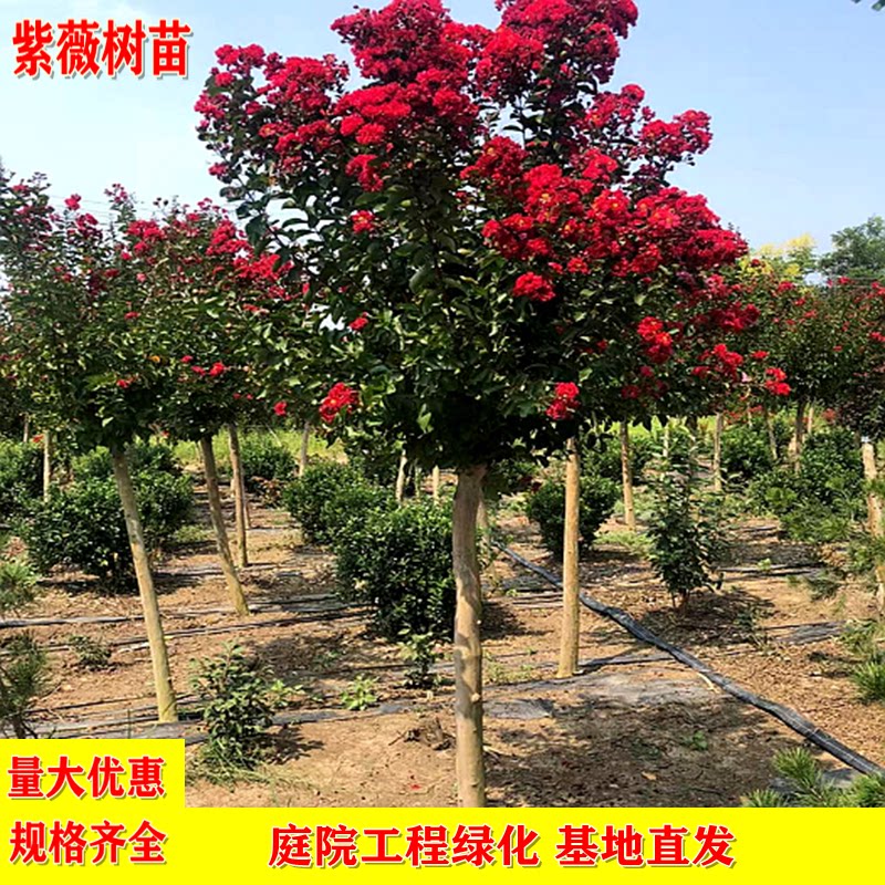 紫薇树苗花卉美国四季红火箭速生百日红小苗庭院绿化别墅盆栽种植