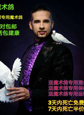 魔术鸽活体魔术道具鸽子宠物鸟