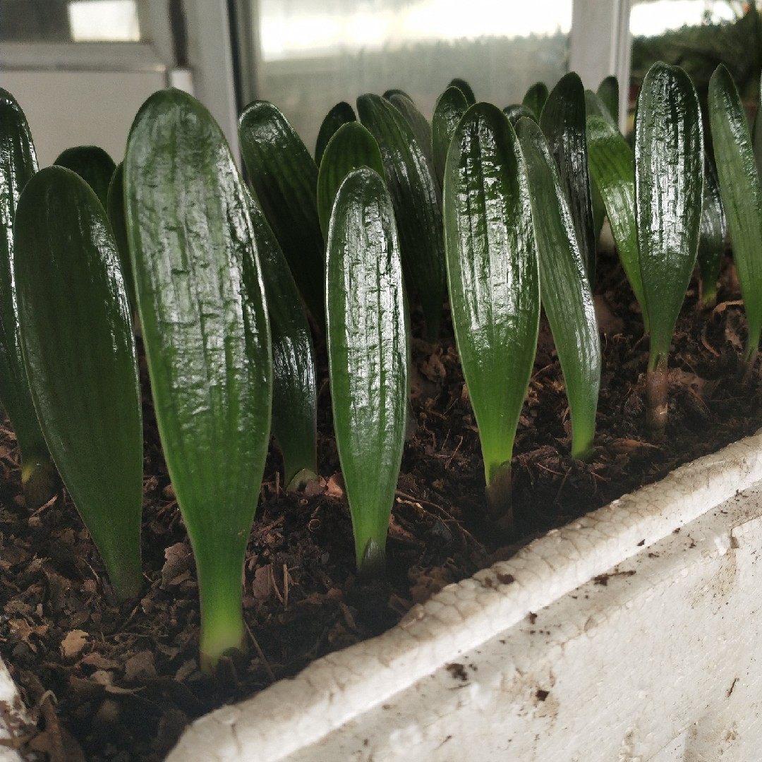 长春精品君子兰一叶盆栽绿植花卉