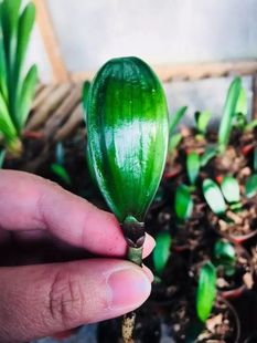 长春精品君子兰元宝蜡膜花脸苗阳台绿植盆栽防辐射吸甲醛净化空气