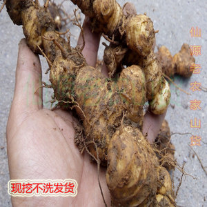 新鲜黄精野生现挖老虎姜 黄精种子5斤装