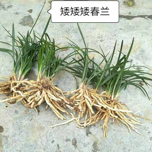 地栽春兰矮兰花立苗壮阳台绿植