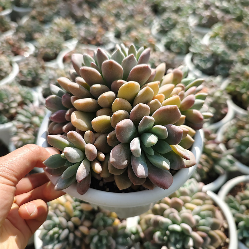 木糖醇叶插大颗多肉植物整群盆栽芳见园艺云南基地露养发货包邮