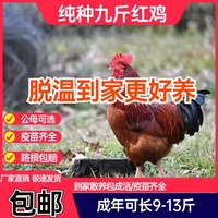 純種小雞活苗九斤紅快大K9肉雞農(nóng)家散養(yǎng)九斤黃土雞脫溫半大小雞崽