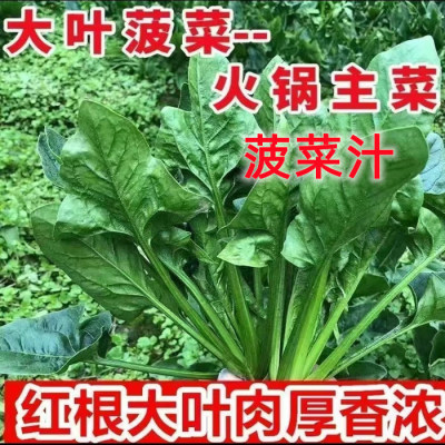 老品种菠菜，根红大叶肉厚香浓
