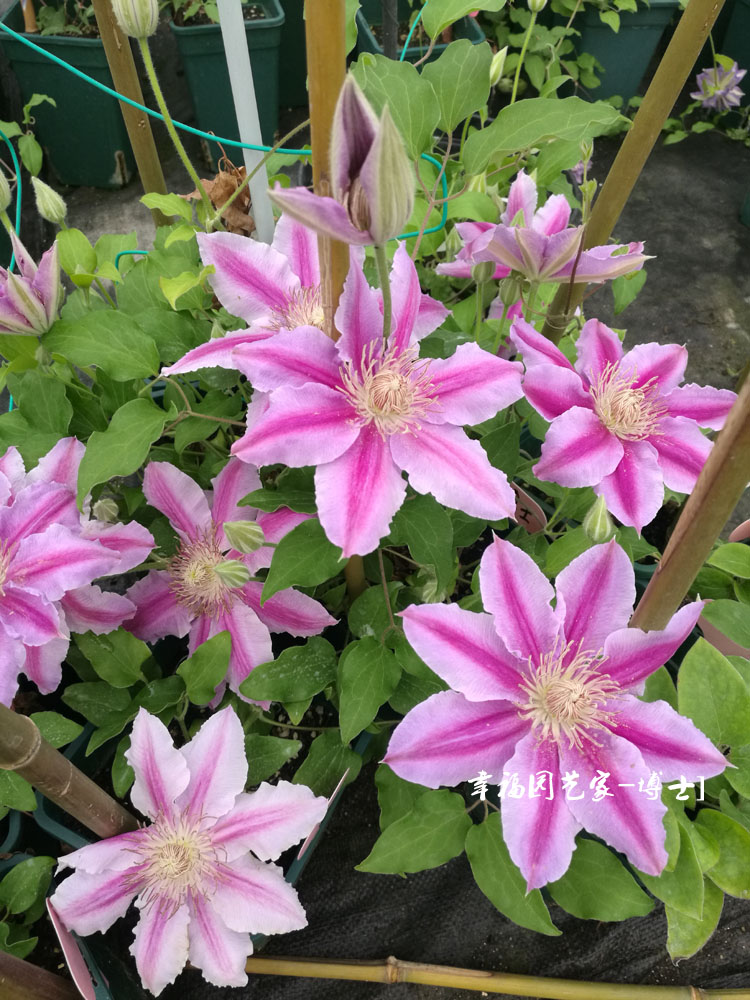 幸福园艺家鲁佩尔博士 铁线莲1.5加仑盆栽3年苗阳台庭院花卉植物