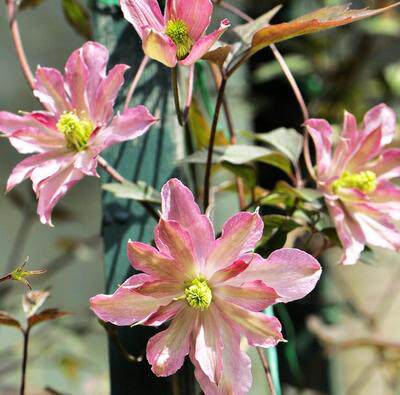 杰出梵高玫瑰花蕾红蝶有香味铁线莲蒙大拿耐寒包邮