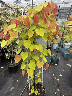 幸福园艺家甜心永恒之火5加仑大苗加拿大紫荆耐热耐寒彩叶植物