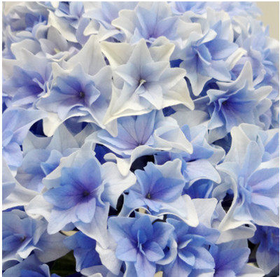 幸福园艺家龙沙列车新品大花重瓣绣球小苗球饱满硕大