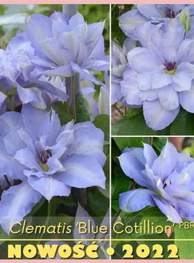 幸福园艺家新品蓝色沙龙舞早花大花铁线莲耐寒耐热花径16-22cm