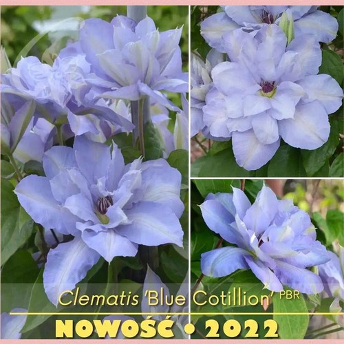 新品蓝色沙龙舞早花大花二类铁