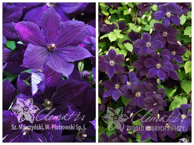 幸福园艺家黑皮肤美女铁线莲p9苗地栽耐热耐寒丰花易养包邮