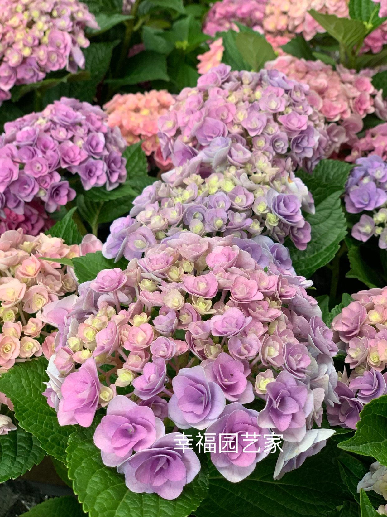 幸福园艺家妖精之吻妖吻大花绣球小苗满6颗包邮