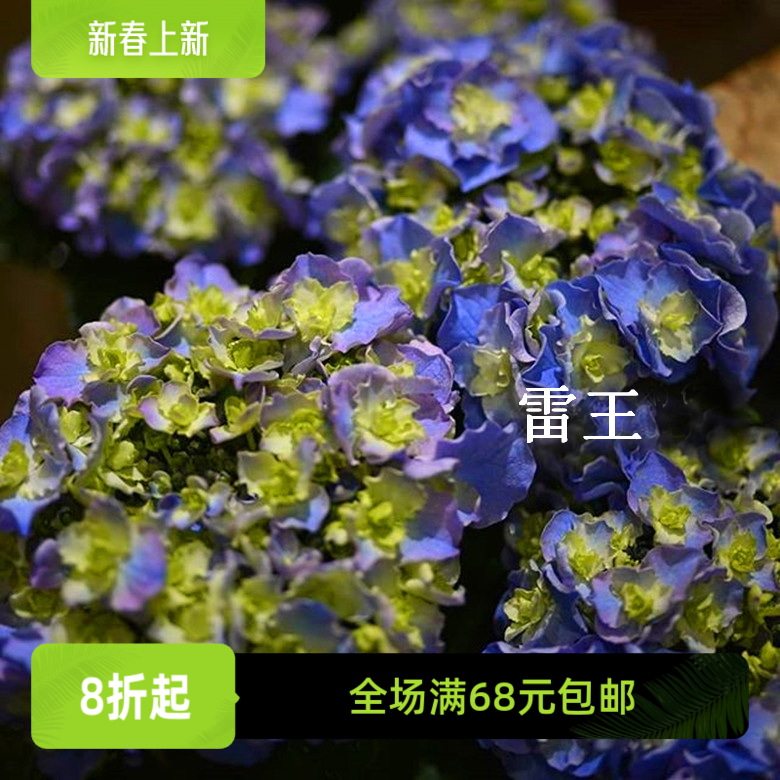 特惠幸福园艺家雷神雷王大花重瓣绣球小苗庭院满4棵包邮