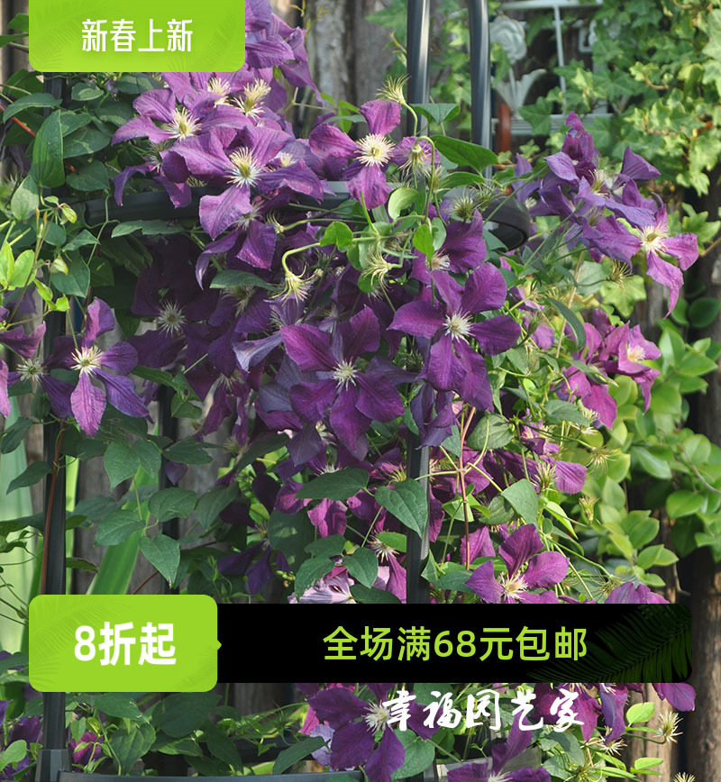 幸福园艺家波兰精神铁线莲p9苗新手地栽花量大耐热耐寒满4棵包邮