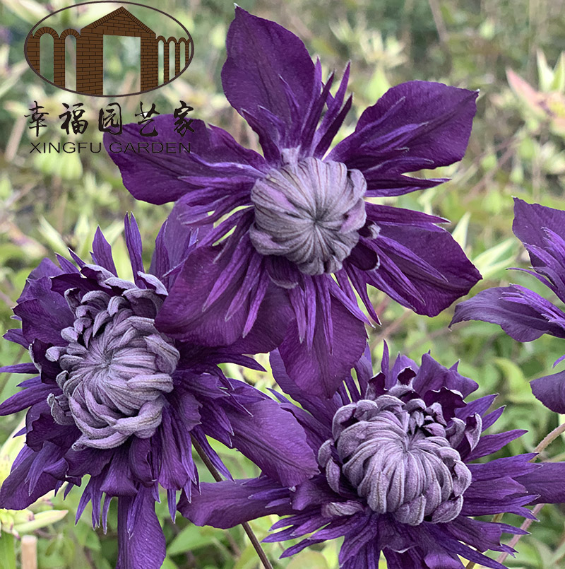 特惠幸福园艺家新品中苗爬藤花卉