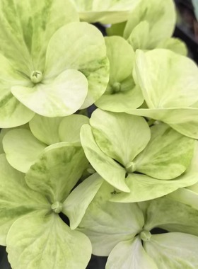 幸福园艺家水晶灯藤本绣球多分枝新品白色落跑新娘升级版不秃顶