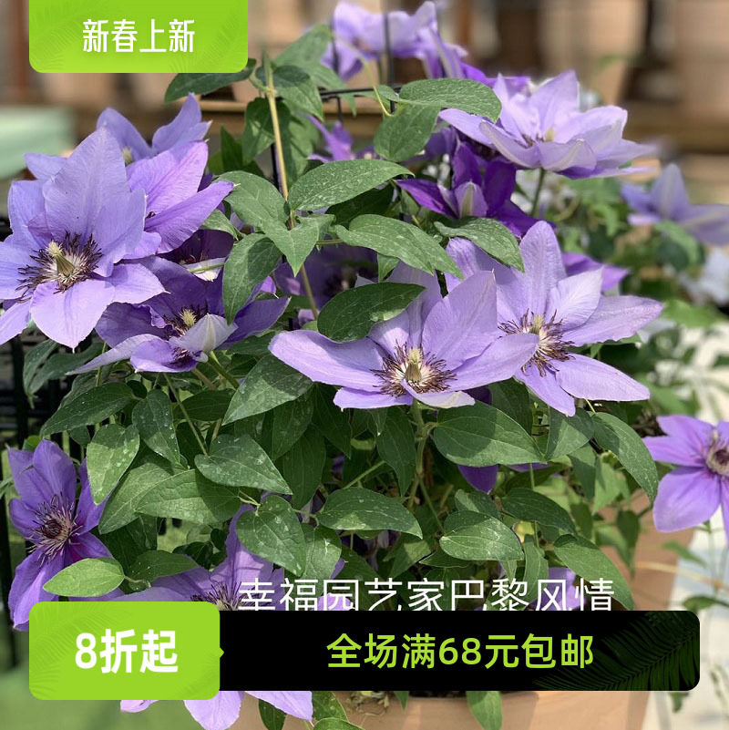 惠幸福园艺家巴黎风情p9苗中苗母本大道矮生铁线莲大花早花易养护