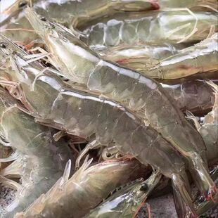 新鲜超大虾2030海虾新鲜基围虾海捕冻虾白虾盐冻青虾4斤一盒 包邮