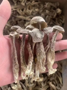 福建特产干货鹿茸菇炒煲汤炖汤食材细小菇新菇菌菇脆滑精选山珍