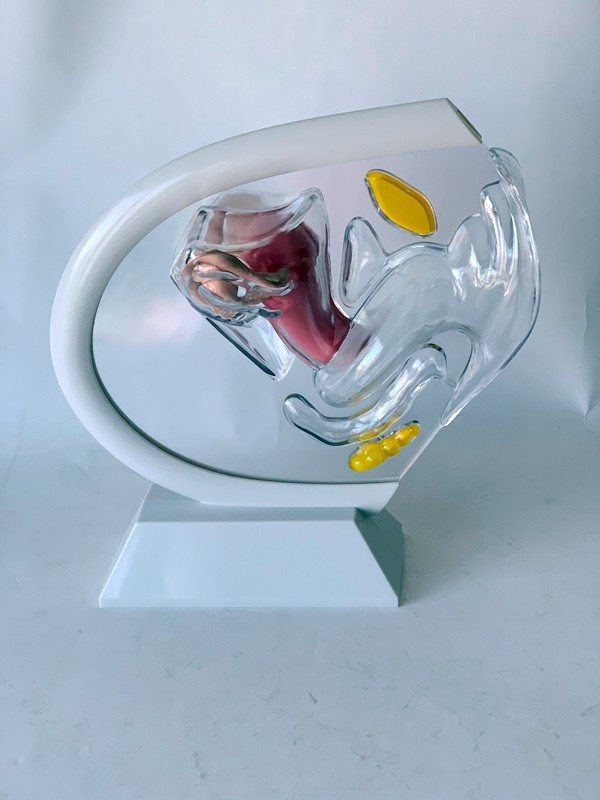 人体透明子宫模型可视女性生殖解剖模型计划生育展示用品科普教具