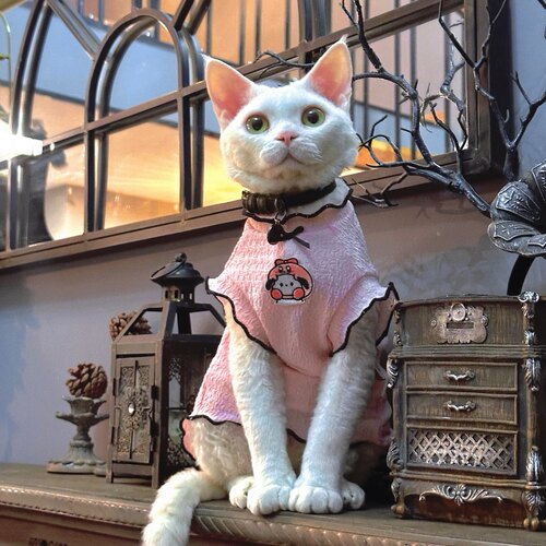 Y·H 甜酷小妹 粉红夏天薄款斯芬克斯无毛猫德文 永禾