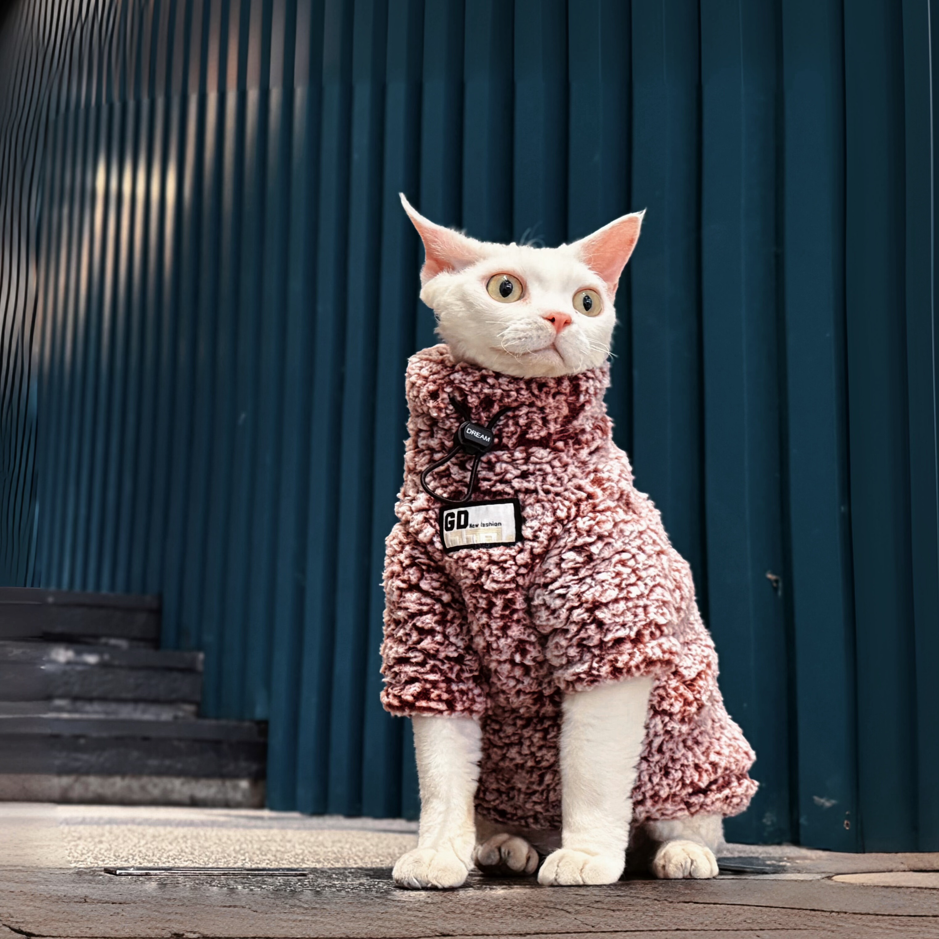 Y·H 料子巨软糯厚实 冬天加厚保暖斯芬克斯无毛猫衣服德文 永禾